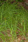 Ouachita Mountain sedge